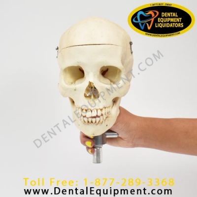 detail_2473_boneskullmounted6.jpg